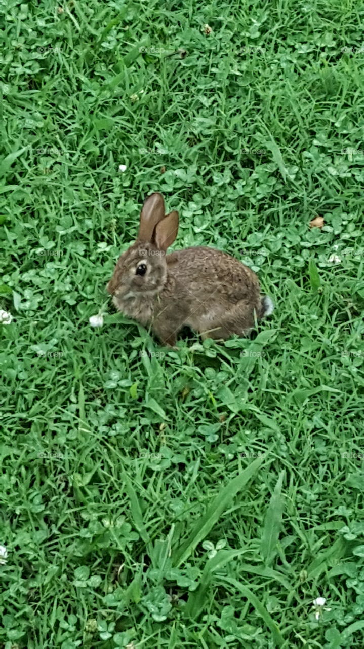 Baby bunny in Clover