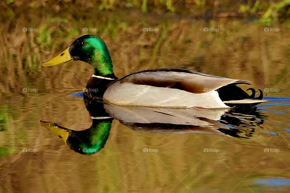 Close up on a Mallard and its reflection in the pond of Suscinio's castle