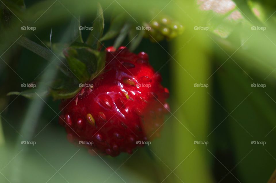 Wild Strawberry