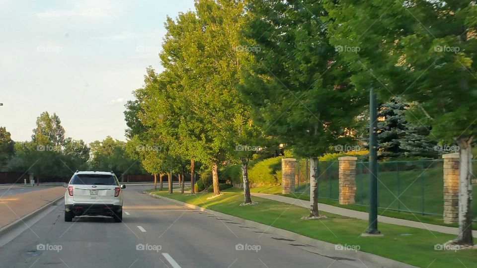 Trees lining the street