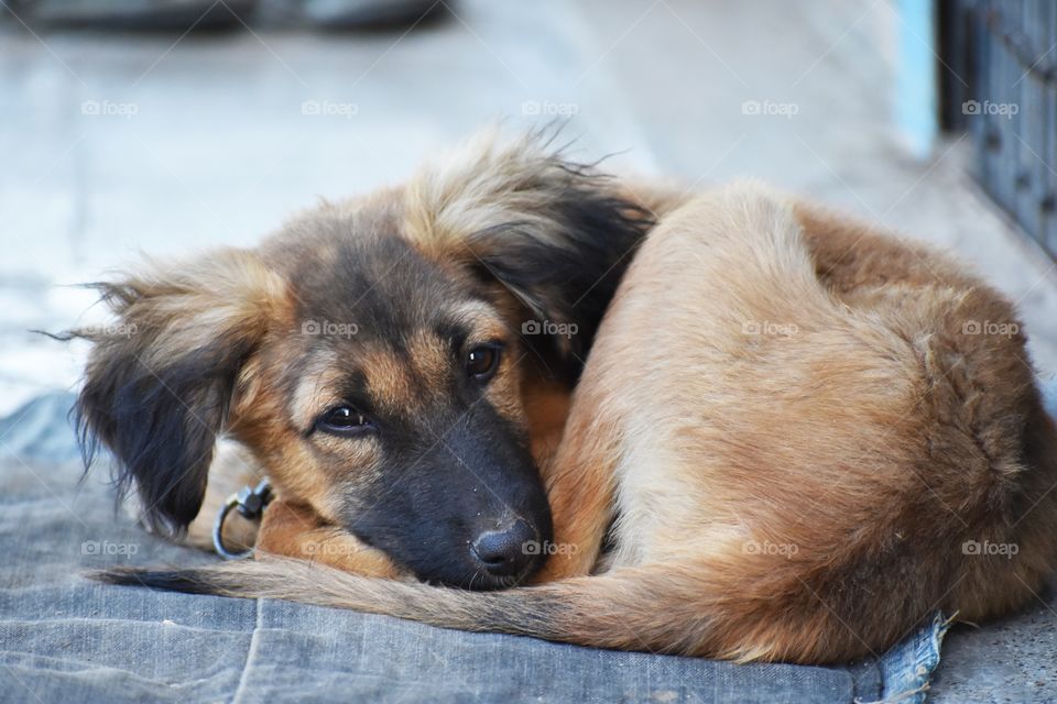 Puppy cute sleeping pose  with his tells