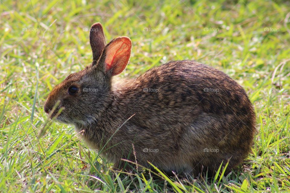 Marsh Rabbit