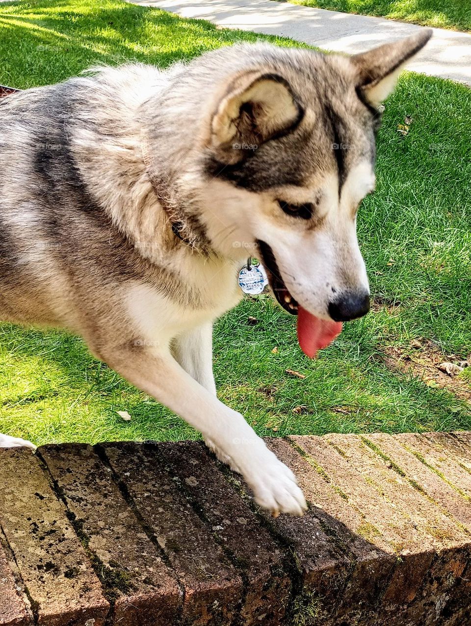 Husky Dog