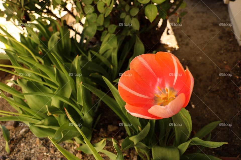 Orange/pink tulip