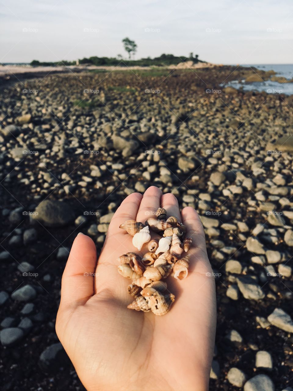 Collecting tiny conch shells at Hammonasset Beach 