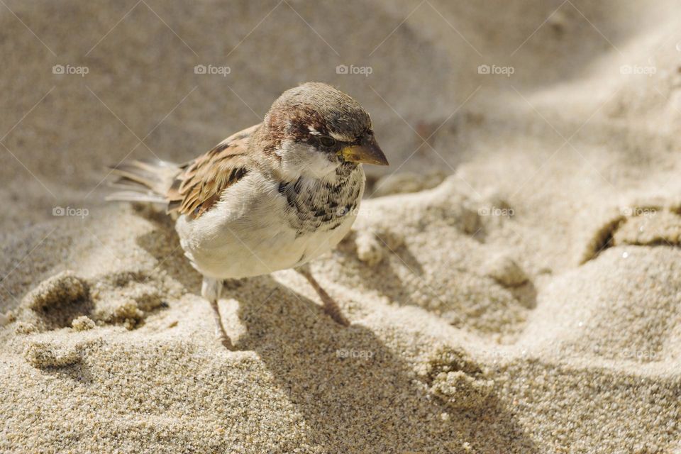 Sparrow on the beach 