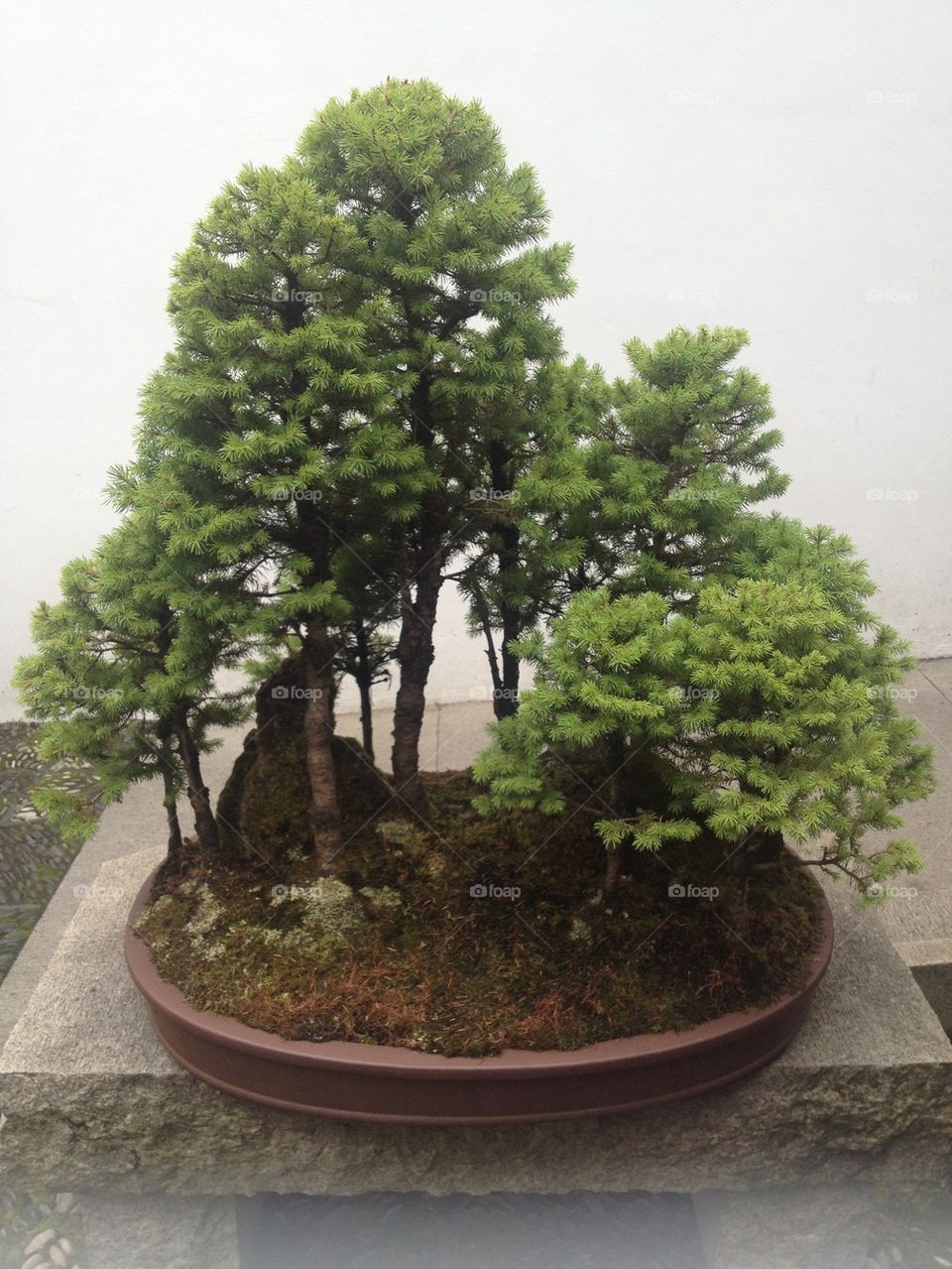 Mini tree