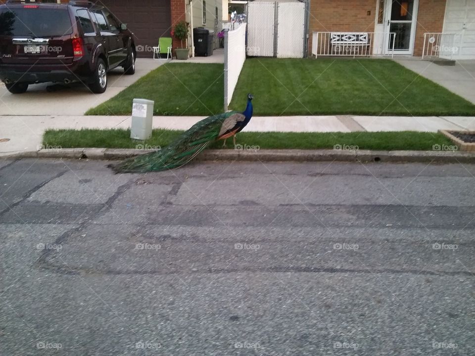 Beautiful peacock roaming around  the strees in Staten Island. peacock..wild life. nature and concrete living.