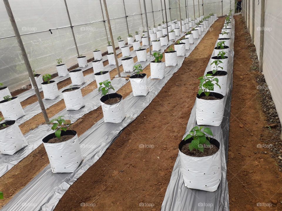 naturelove, plantation, beautiful, line , chilli nursery