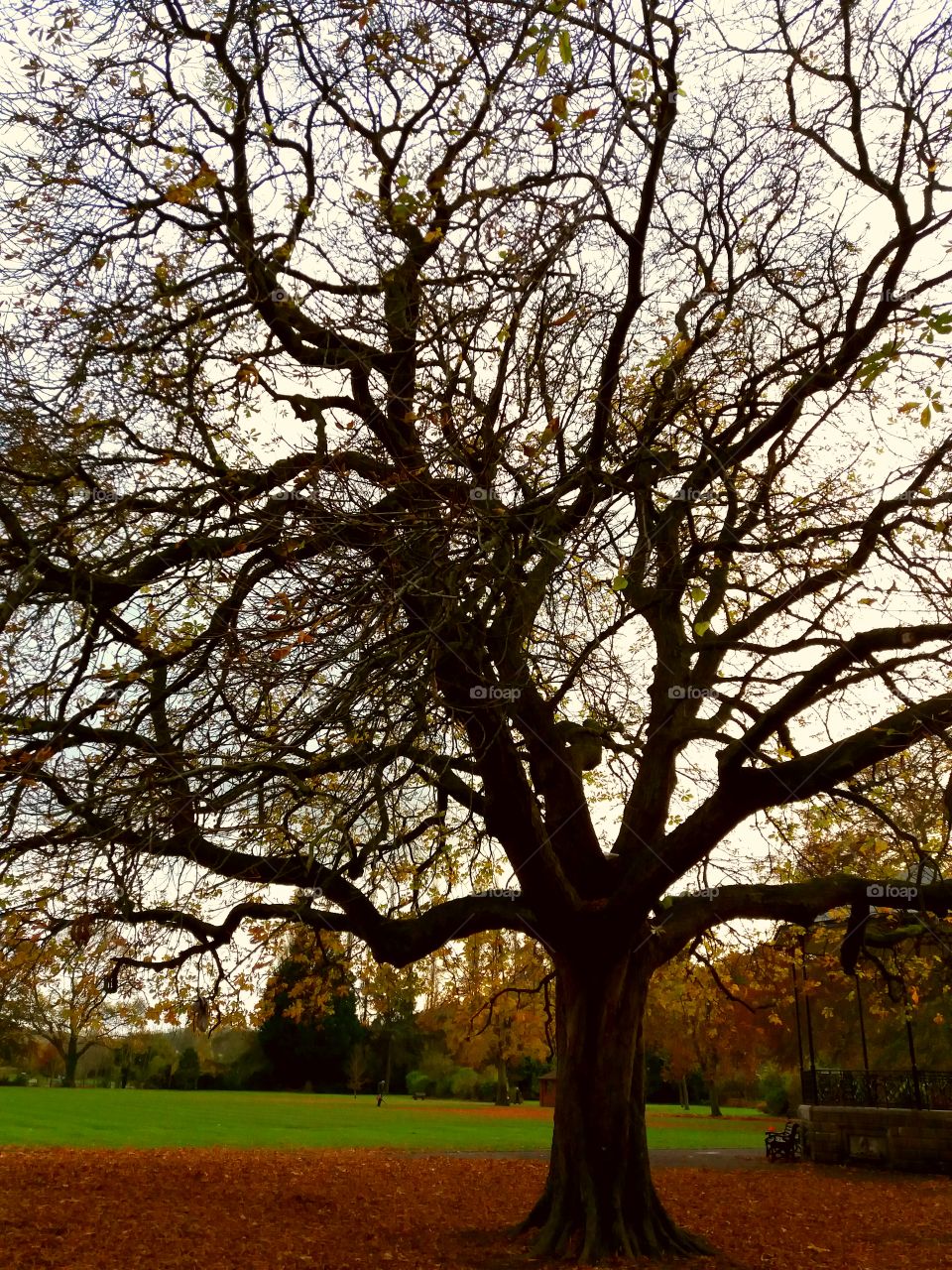 Horse chestnut tree