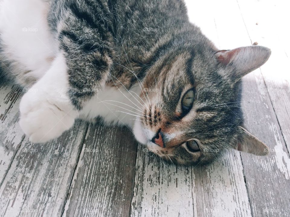 Cat resting on wooden floor