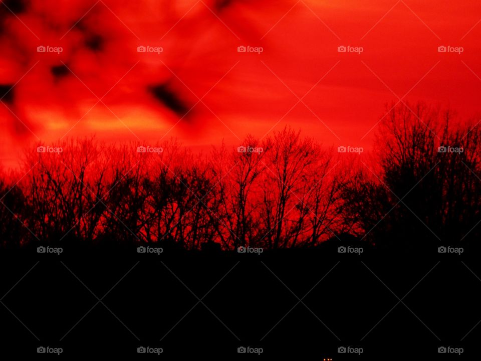 Red sky with the trees