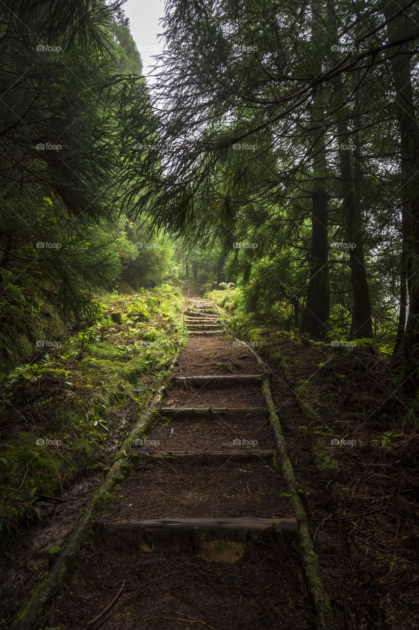 Hiking on Pico da Vara the highest mountain of Sao Miguel island, Azores, Portugal. A cloudy day in the woods.