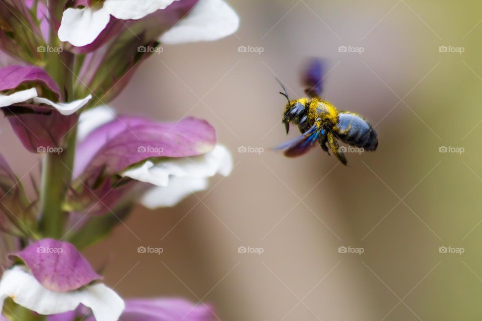 Violet carpenter bee flying towards Bear’s Breeches flowers, dusty with golden pollen.