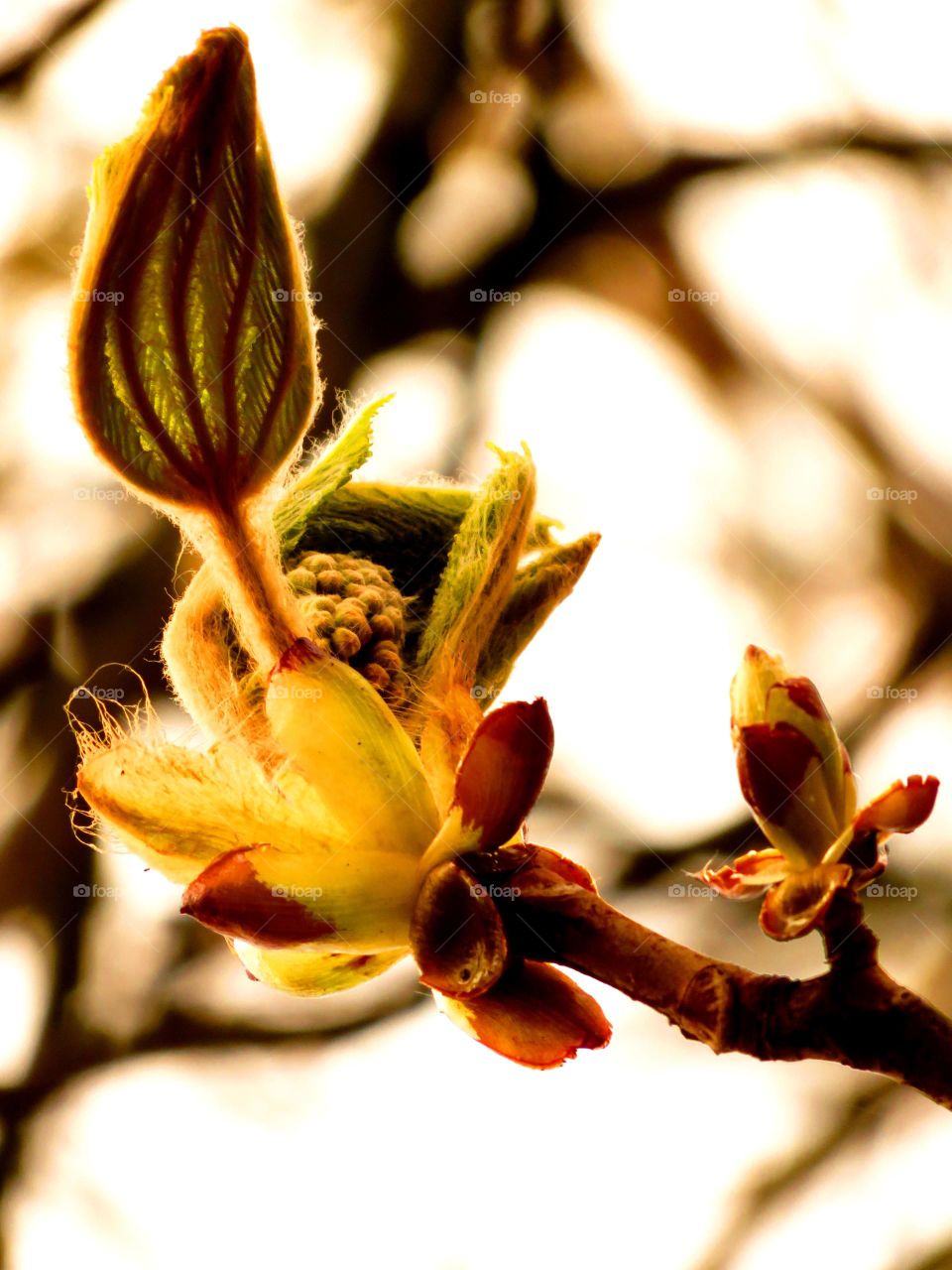 Spring bud