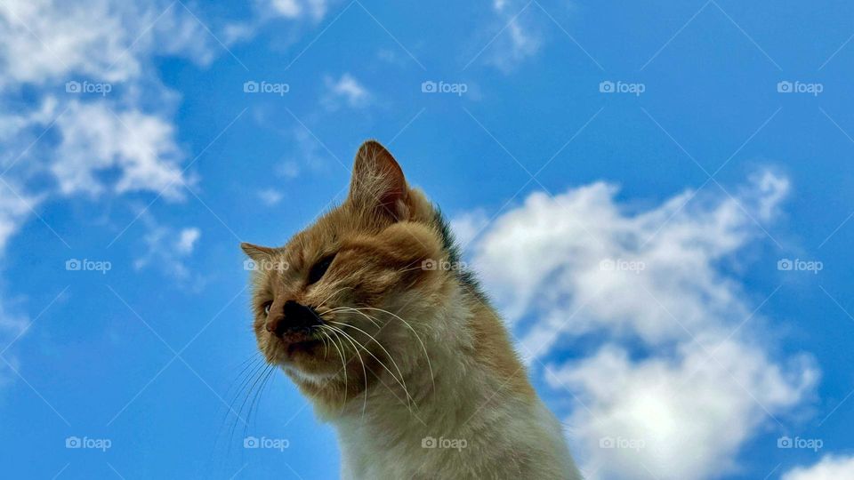 the cat and the sky