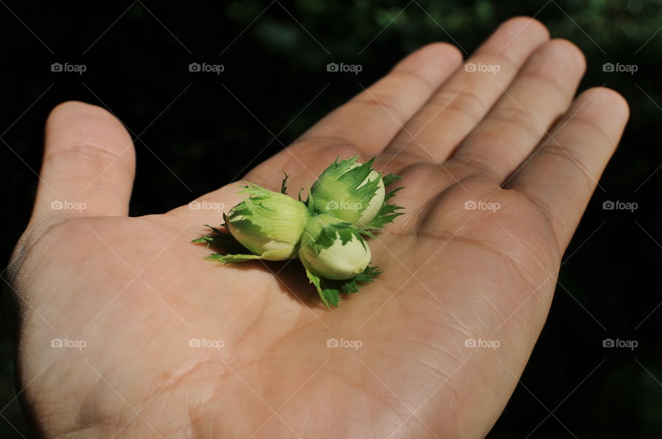 Green hazelnuts in my hand