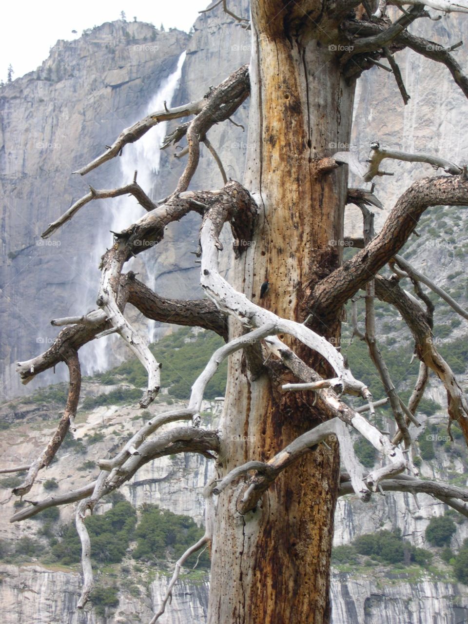 Tree. A bare tree in Yosemite 