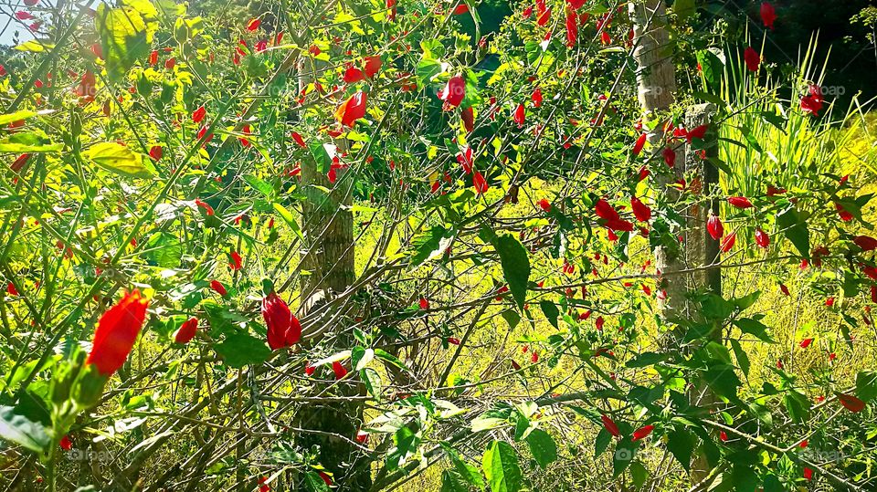 ARBUSTOS FLORES VERMELHAS