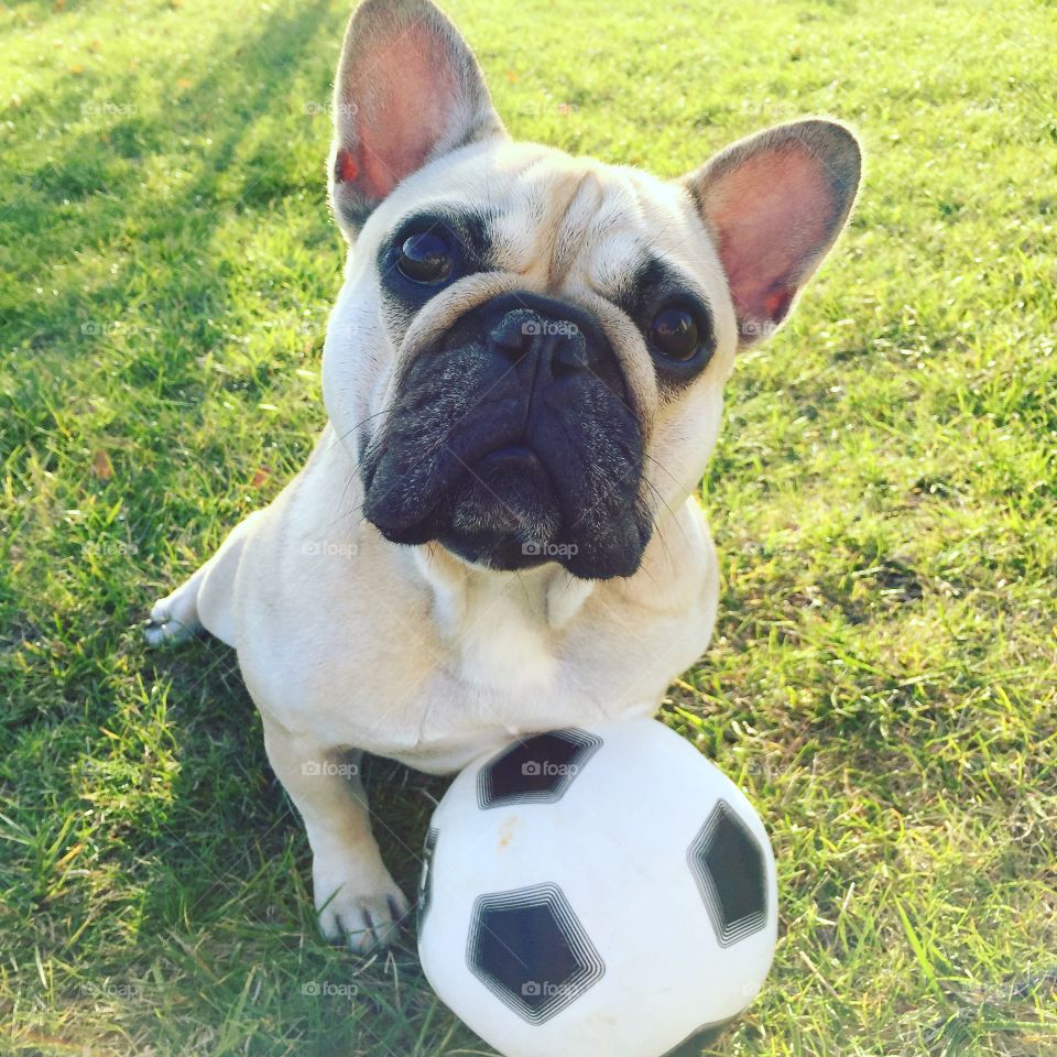 My French bulldog playing football 