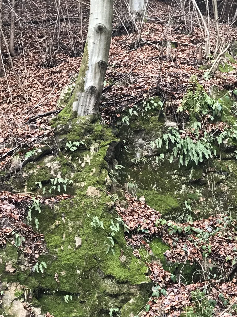 Wood