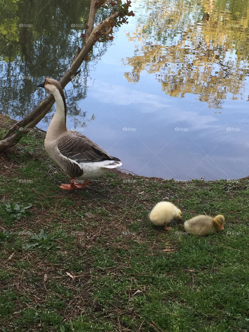 Goose and goslings