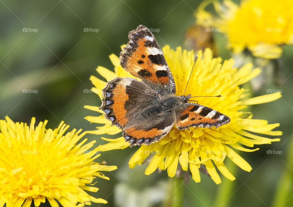 Orange butterfly sitting on a dandelion