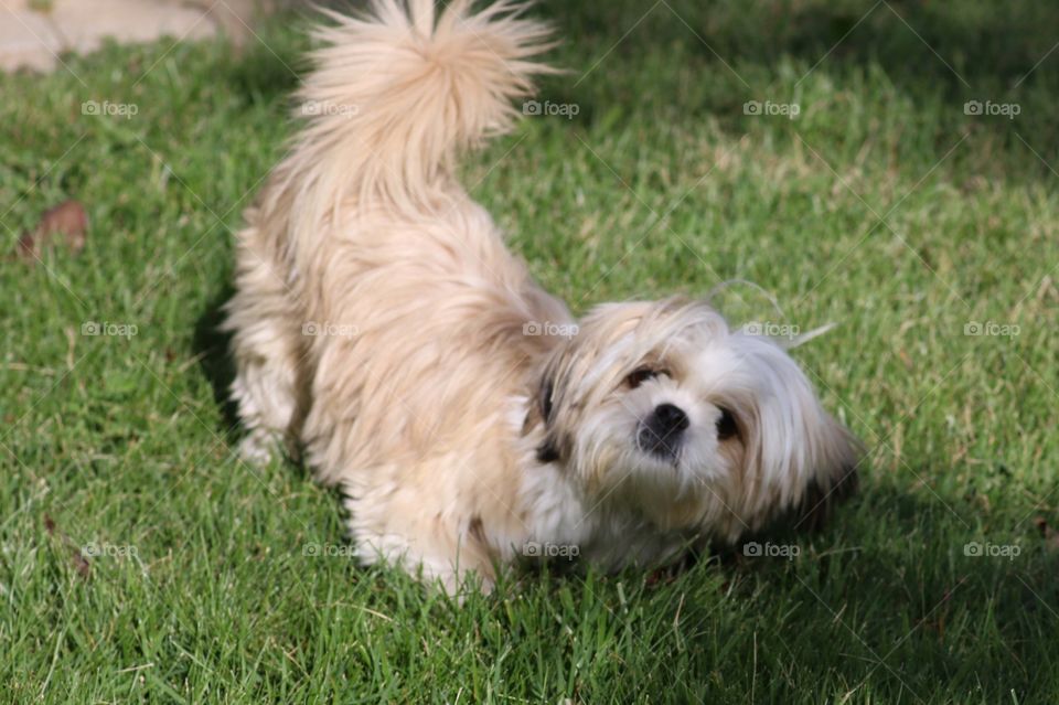 Shih tzu