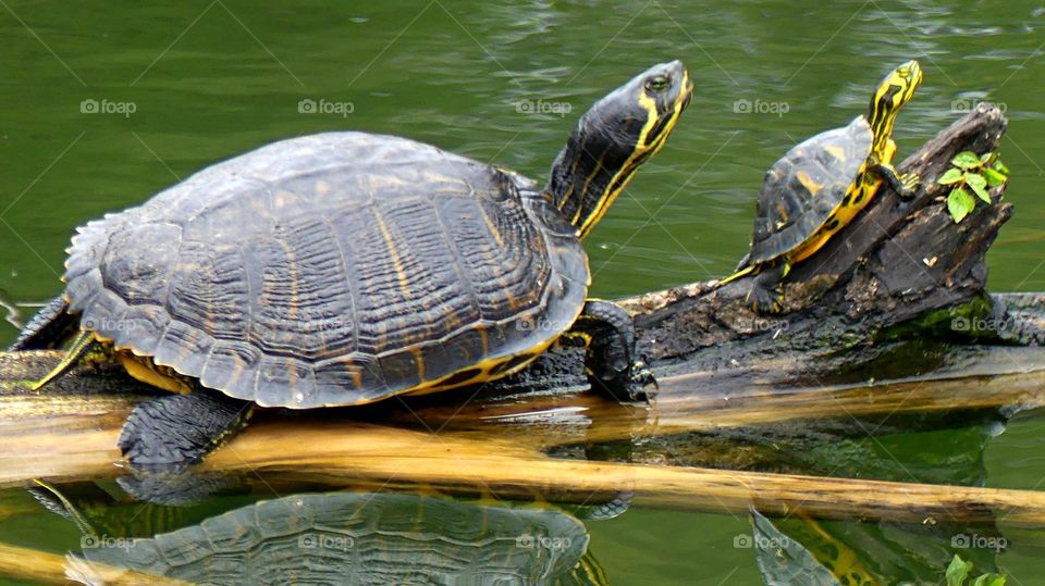 Urban Nature: Wildlife - Mama and baby turtle - The yellow-bellied slider is a land and water turtle belonging to the family Emydidae. This subspecies of pond slider is native to the southeastern United States, specifically from Florida 