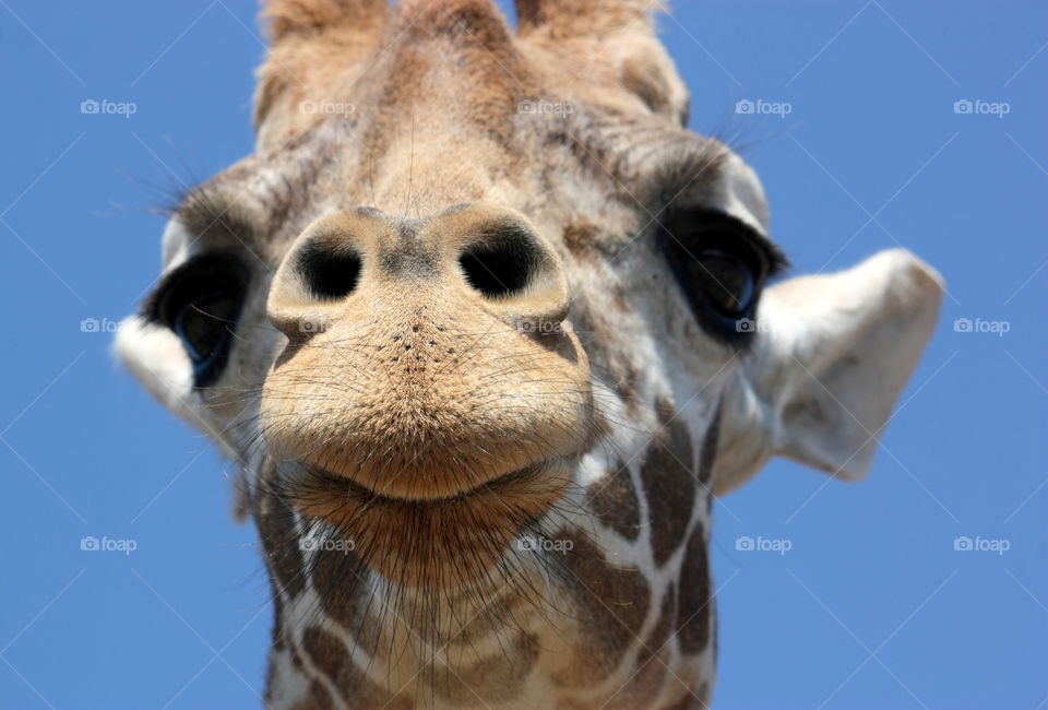 Giraffe extreme close up & smile
