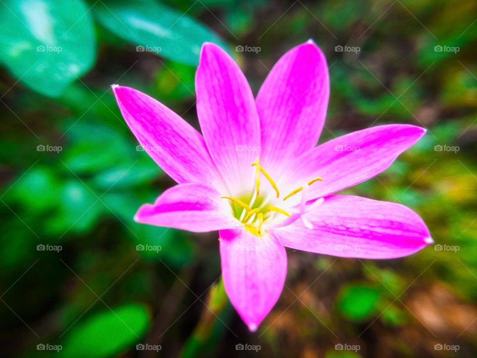 Beautiful flower