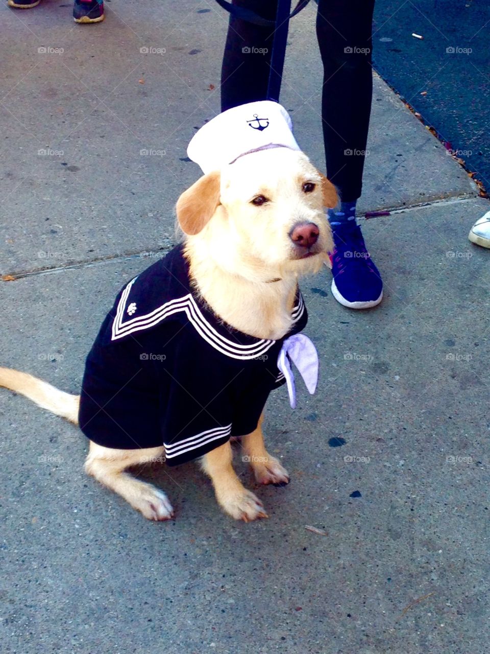 Pet parade and costume contest. Sailor pup