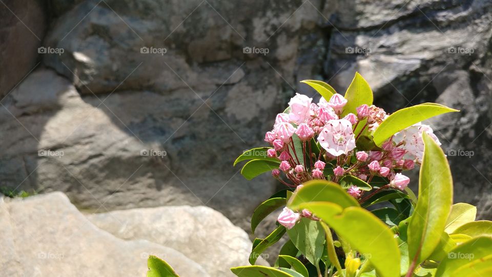 blooming mountain flower against Rocky backdrop