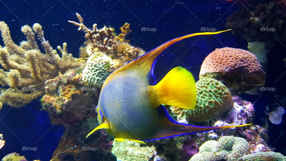 Musée Océanographique de Monaco