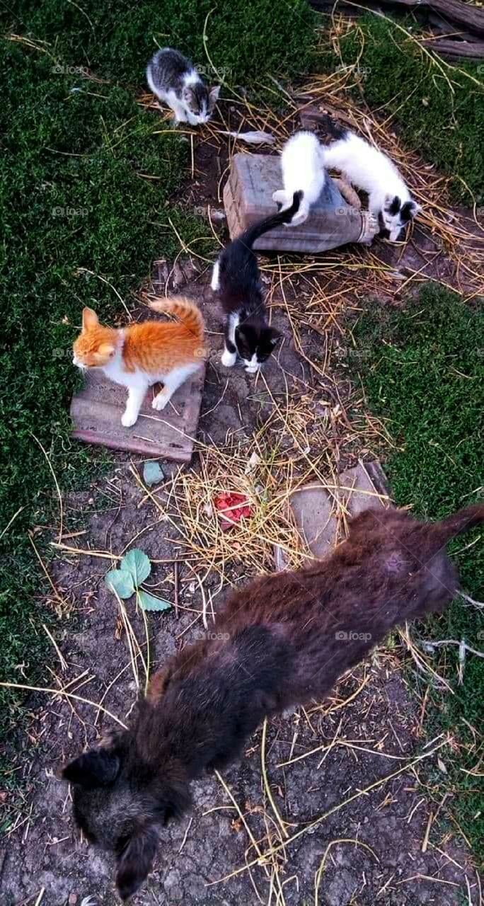 A cat family playing outside