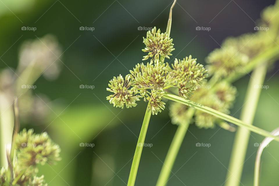 Green flowers of the Cyperaceae  on a lotus pond.