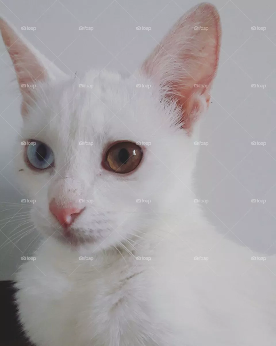 Cute cat