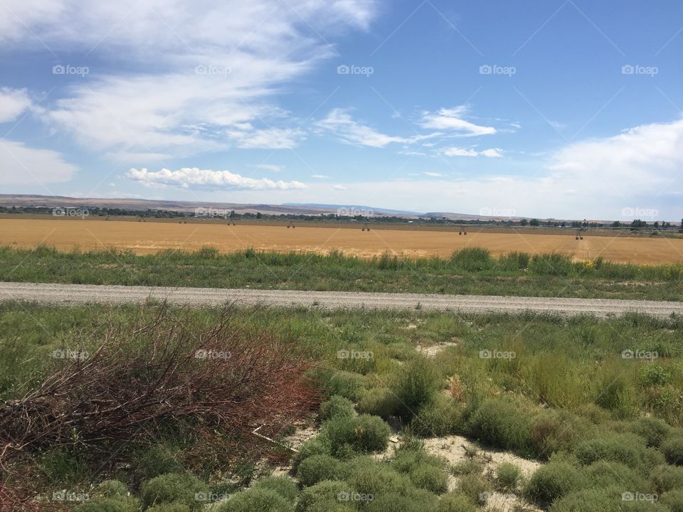 Landscape, No Person, Tree, Nature, Agriculture