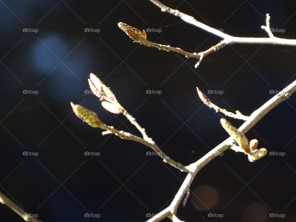 Kurpark in Bad Wildbad