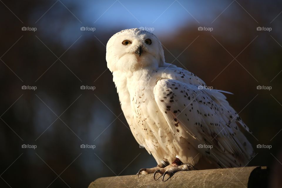 Owl named Alaska.