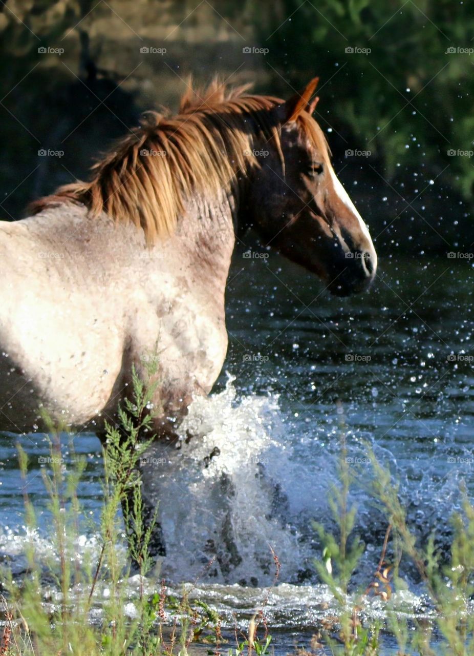 Wild Roan Horse Splashing Water