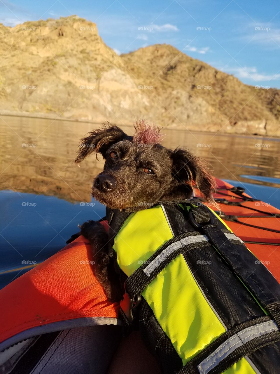 Kayak with the pup