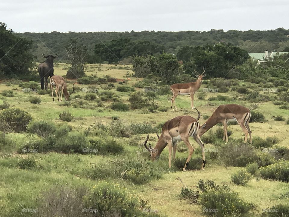 Wildlife on safari in Africa. 