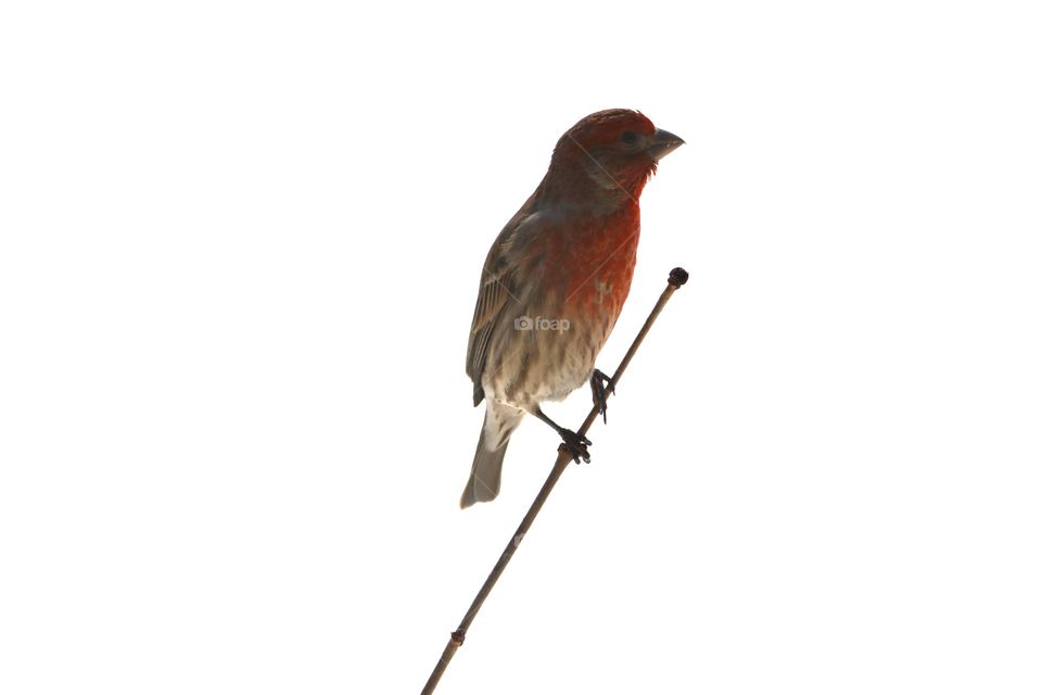 Gorgeous house finch perched on branch!