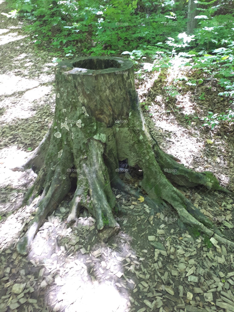 tree trunck lives on