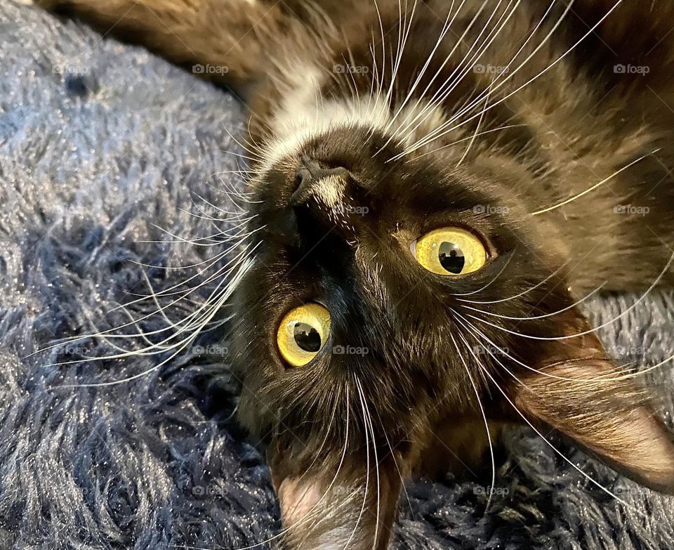 A black and white cat with long whiskers 