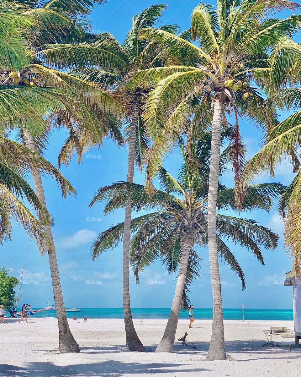Palm trees swaying in the wind on an island beach in the Caribbean with endless sunshine
