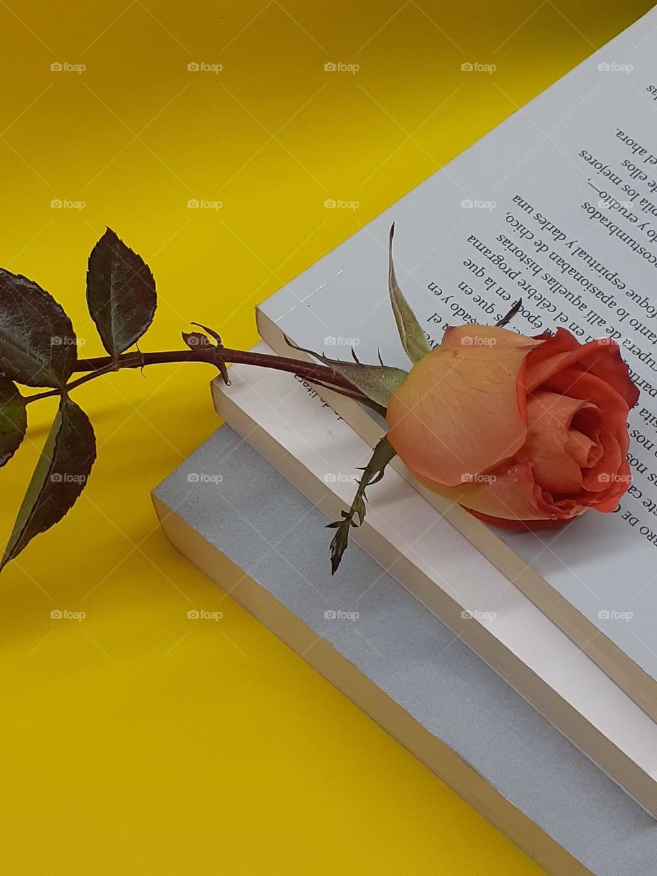 el libro y la rosa