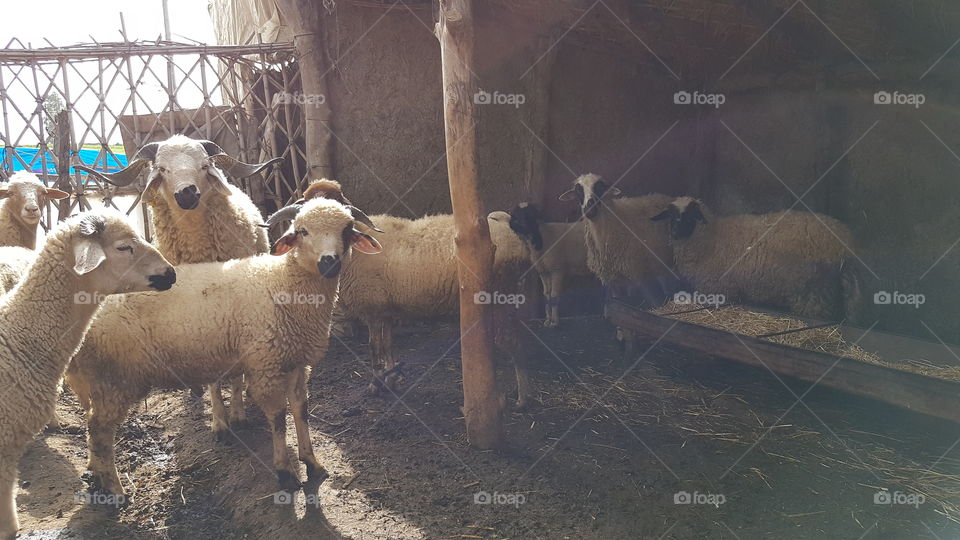 Sheeps Morocco