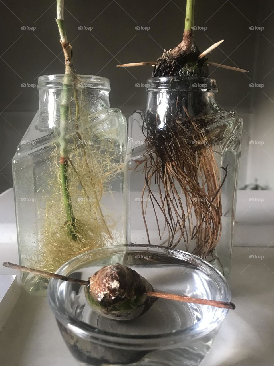 The green story of roots, growth, and germination. Life is a constant struggle.